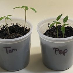 Tomato And Sweet Pepper Plants