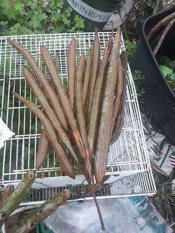 Moringa Drumsticks