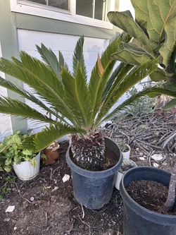 Palm