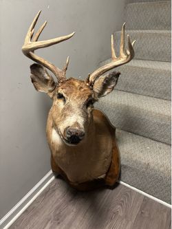 Whitetail Deer Mount