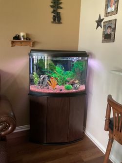 Bow front fish tank
