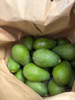 Organic Fuerte Green Avocados