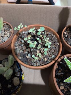 Portulacaria Afra Variegated Rainbow Bush