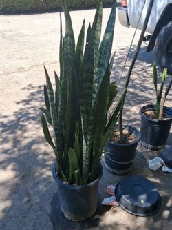 Snake Plant 3 foot tall
