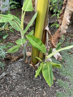 Ice Cream Banana Pups Plants