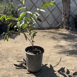 Guayaba 5gal