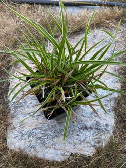 Feather Falls Sedge Perennial is n gallon pot