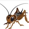 Cricket