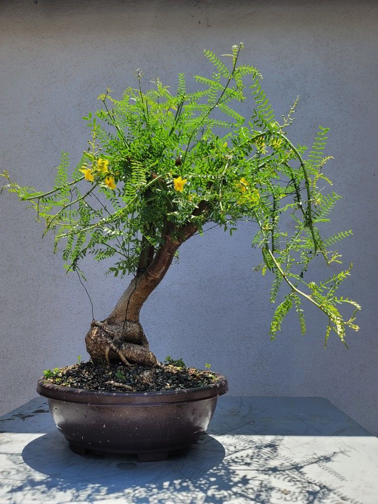Old Palo Verde Desert Museum Bonsai Tree
