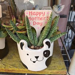 Mother's Day Gifts -Cute Pots With Real Plants 
