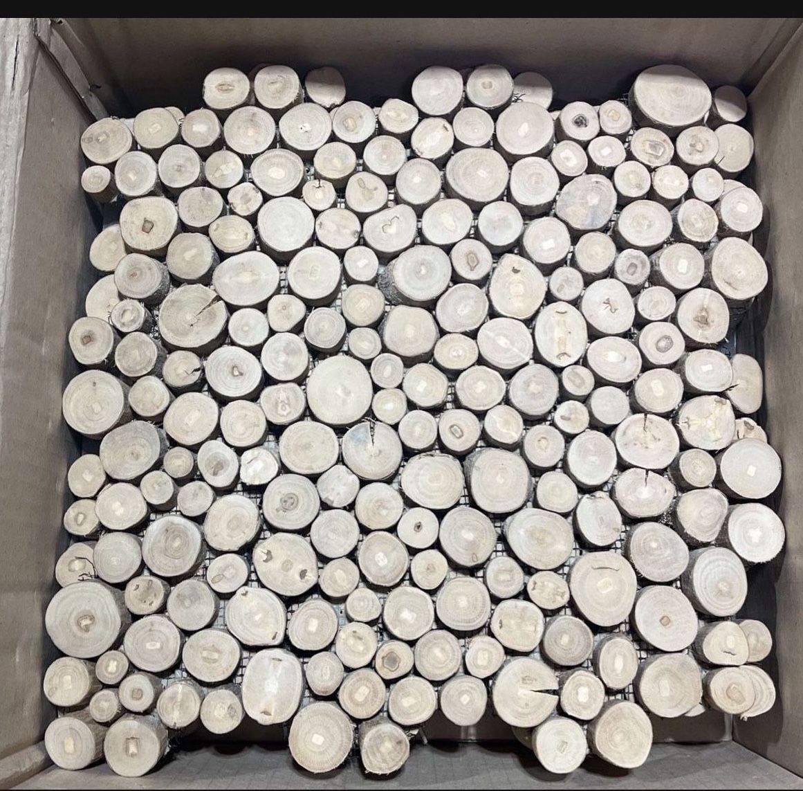Wood Coins