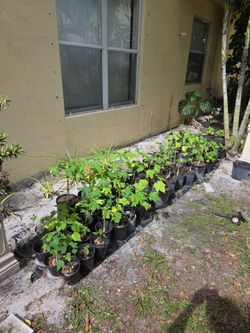 Papaya Trees ( between 3 to 15$ )