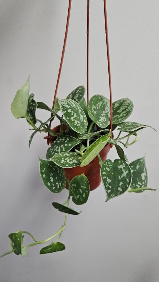 4" Pothos 'Satin' (B)