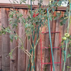 Spicy Pepper Tree $10