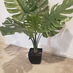 Plant 3 Feet 