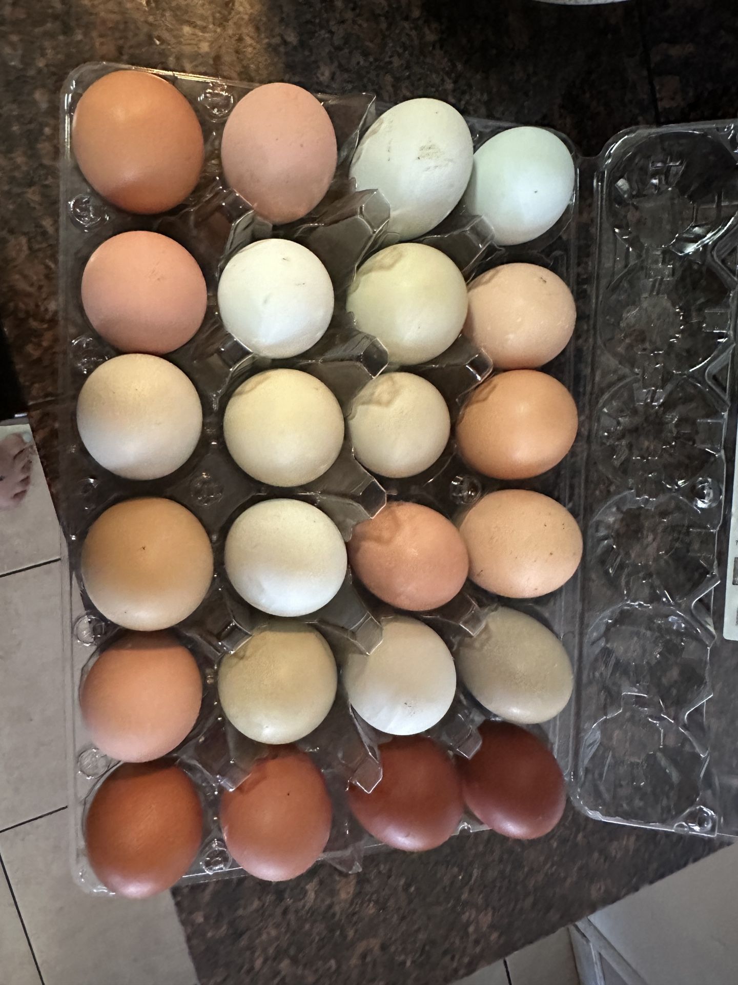Fresh Eggs