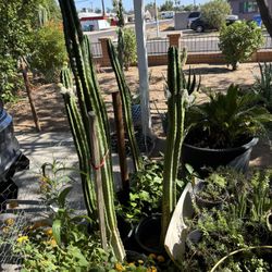 Cactus Y Pitayas , $100