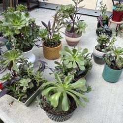 Many Beautiful Succulent Planters