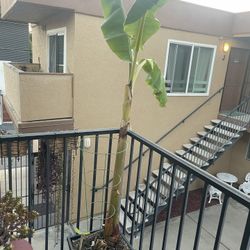 6ft + Double Stalk Banana Plant 