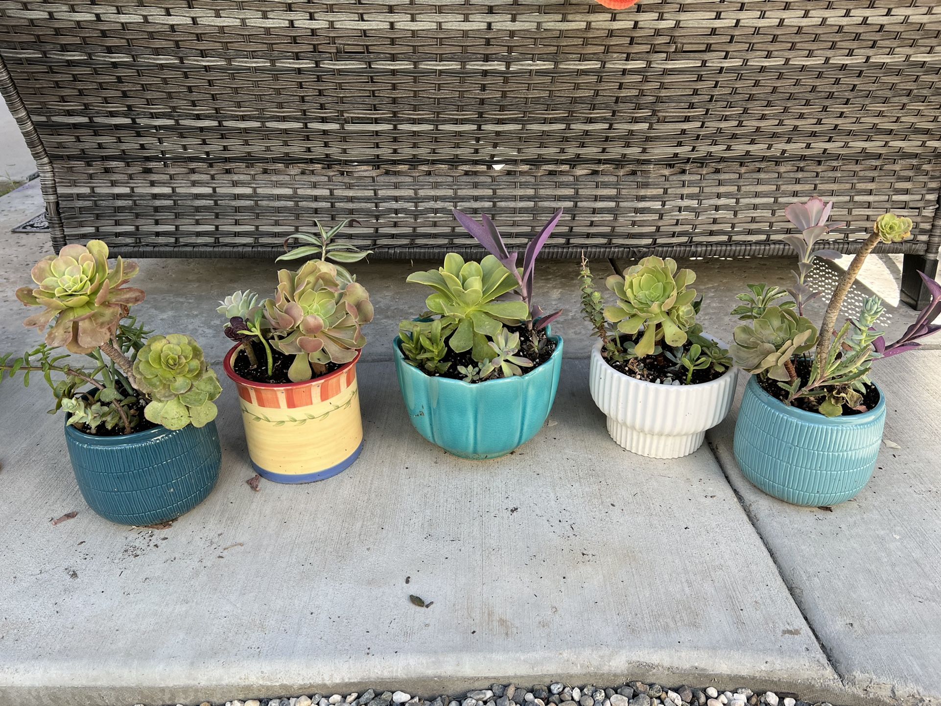 Beautiful Succulents