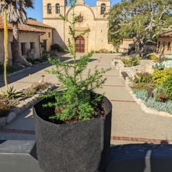 Carmel Mission Cypress tree saplings

.