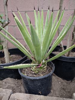 Succulent