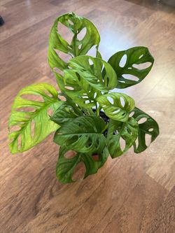 Monstera adansonii plant + free bird of paradise plant starter