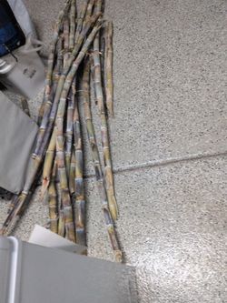 Sugar Cane