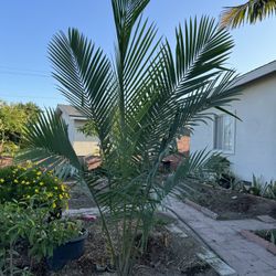 Palm 7 Feet