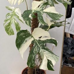 Monstera Albo XL Size Mother Plant