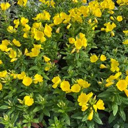 Yellow Evening Primrose Perennial Plants