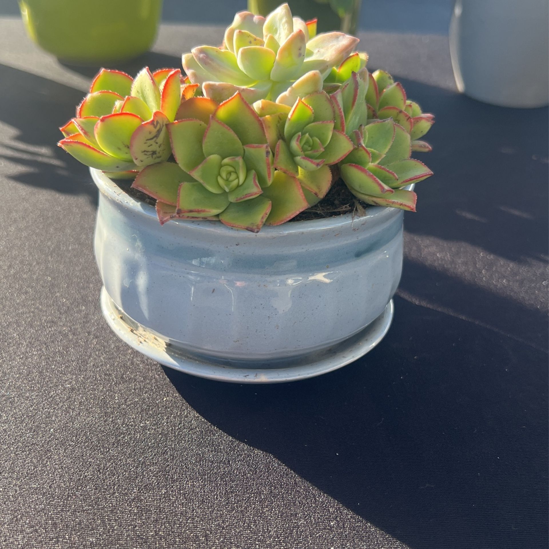 Succulent Arrangements