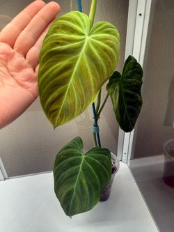 Philodendron verrucosum plant
