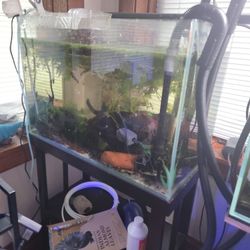 20 gallon rimless tank with stand