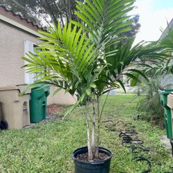 Montgomery palm tree (triple)