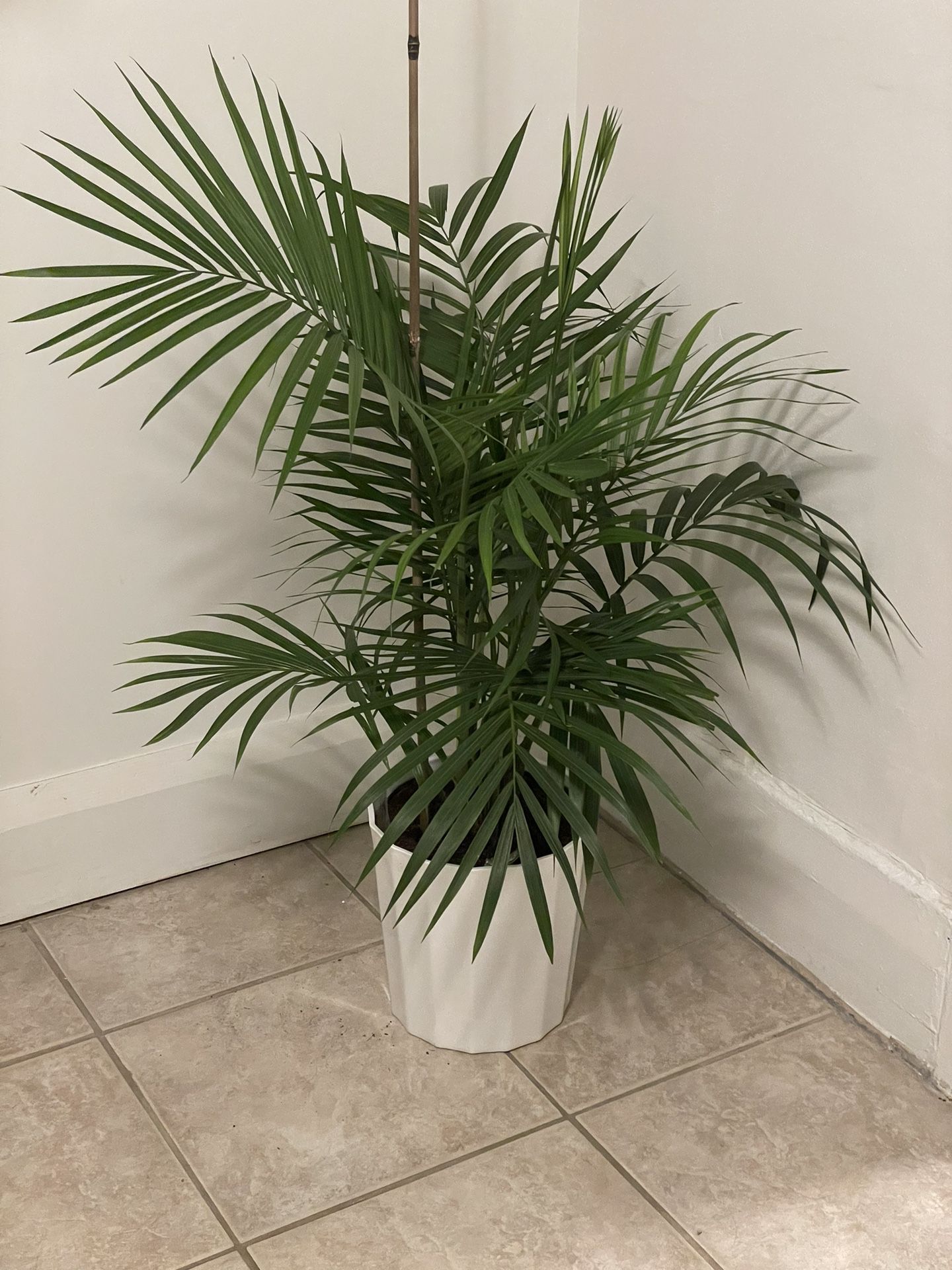 Plant - Majesty Palm Tree