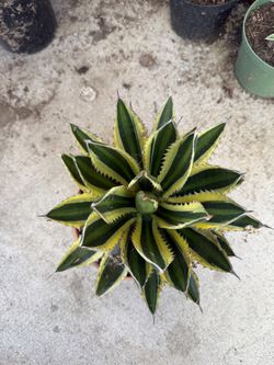 agave quadricolor