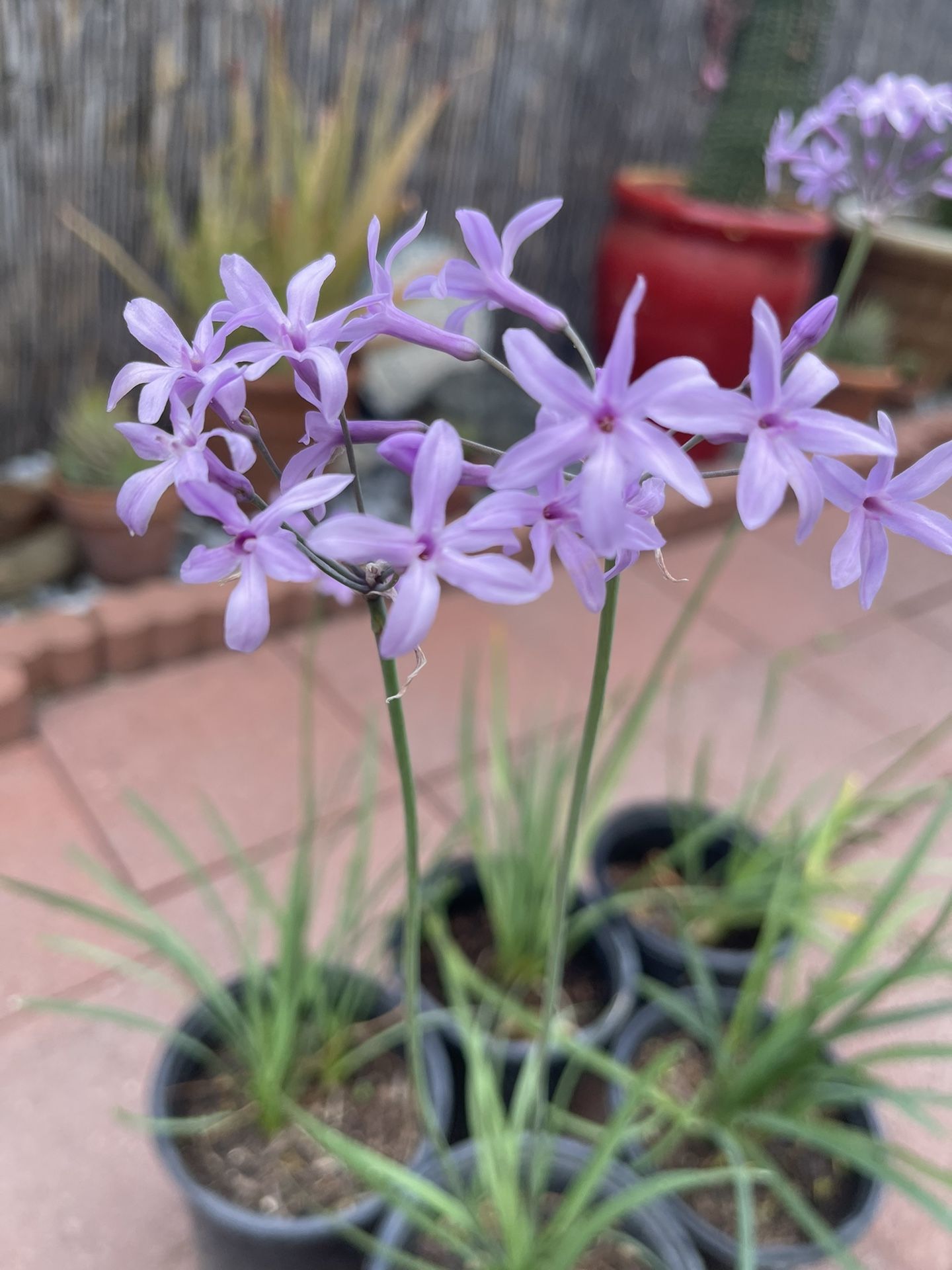 Society Garlic Plants in gal Pot, Each $7