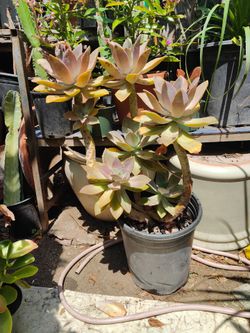 Succulent Plant