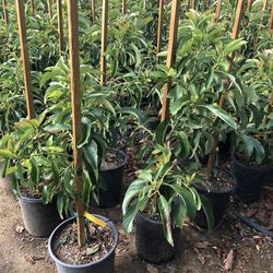 Podocarpus Tree 24” Box 