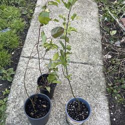 Apple trees $12  each