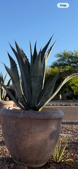 Blue Agave
