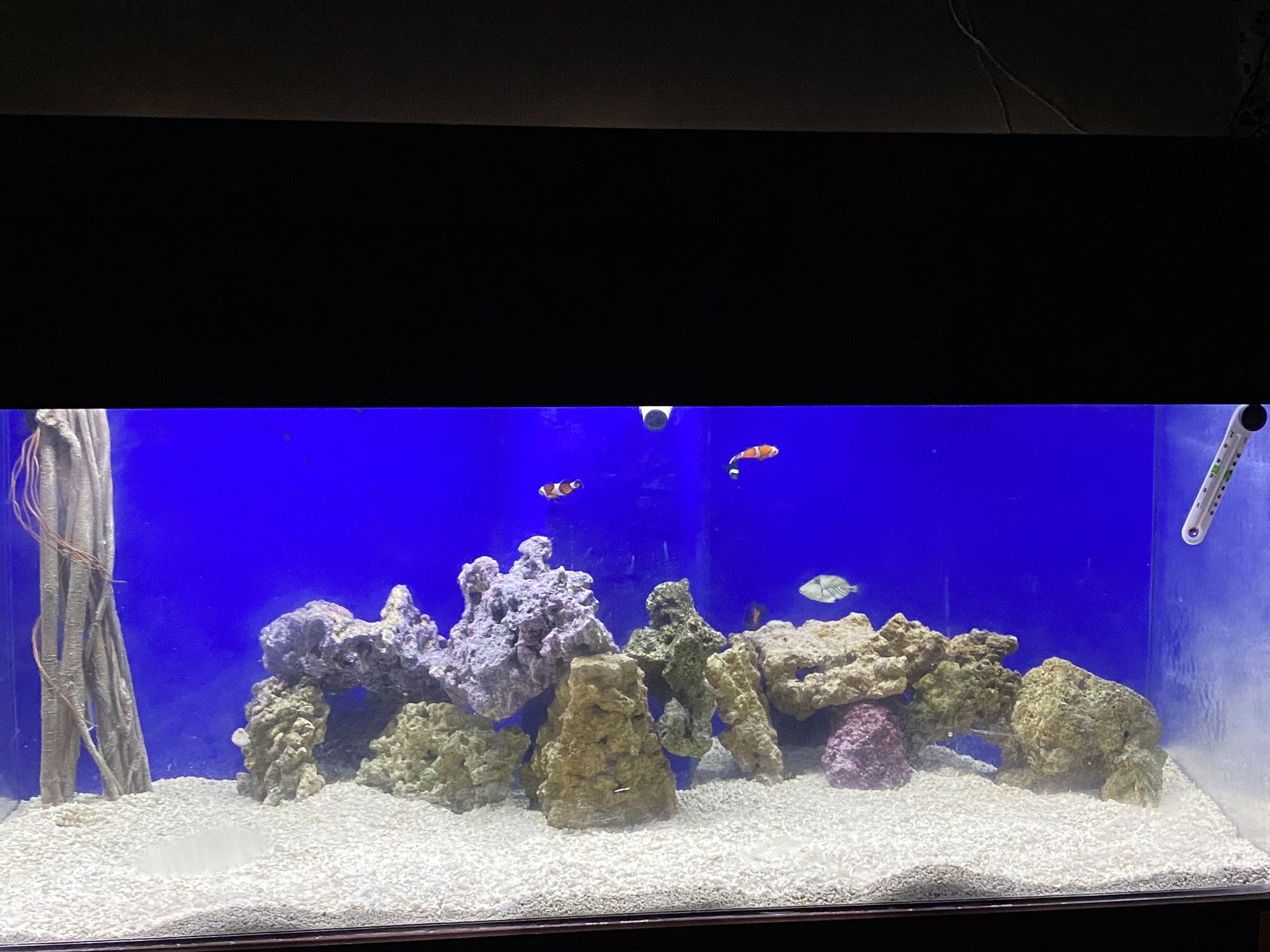 75 Gallon Acrylic Fish tank 