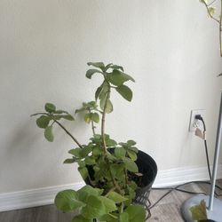 Oregano Plant