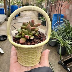 Succulents In A Cute Ceramic Pot