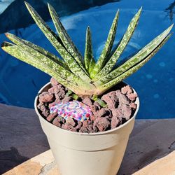 Gasteria Carinata Succulent Plant