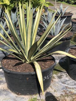 Plants Sale