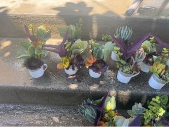 Cute little succulents in a small coffee cup