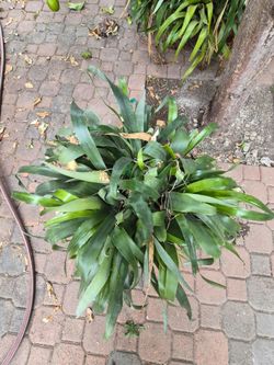 Bilbergia Nutans Queen's Tears