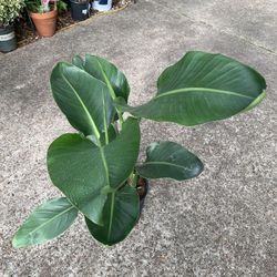 White bird of paradise plant 2